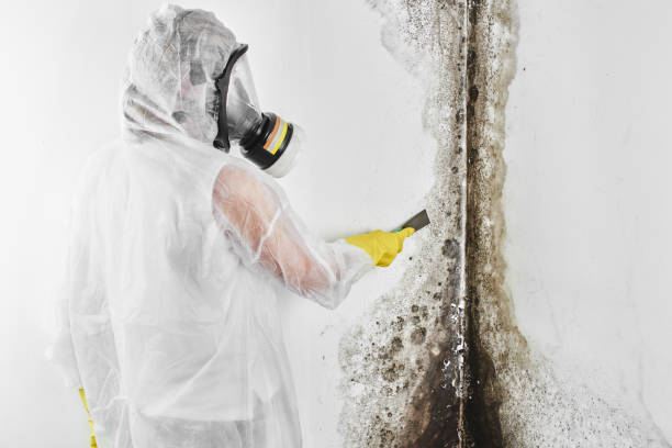 Best Crawl Space Mold Removal  in Clisle, AR