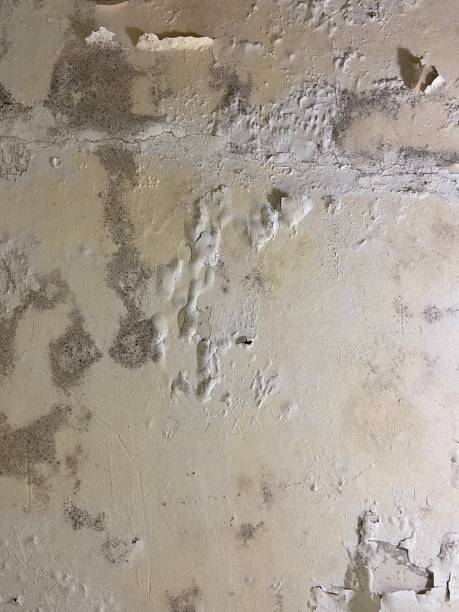 Best Emergency Mold Removal  in Clisle, AR