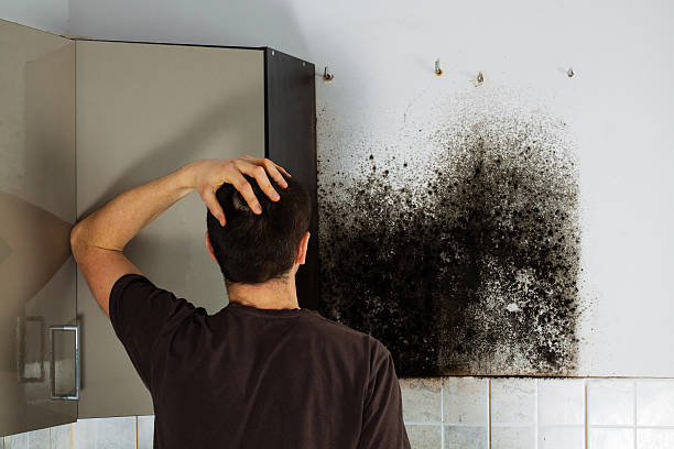 Best Local Mold Removal Service  in Clisle, AR